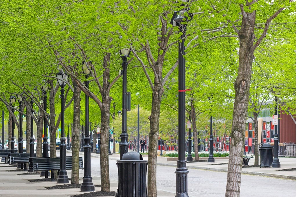 11 Benefits of Street Trees